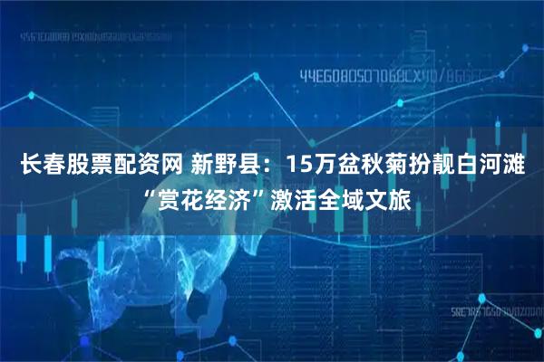 长春股票配资网 新野县:15万盆秋菊扮靓白河滩 “赏花经济”激活全域文旅